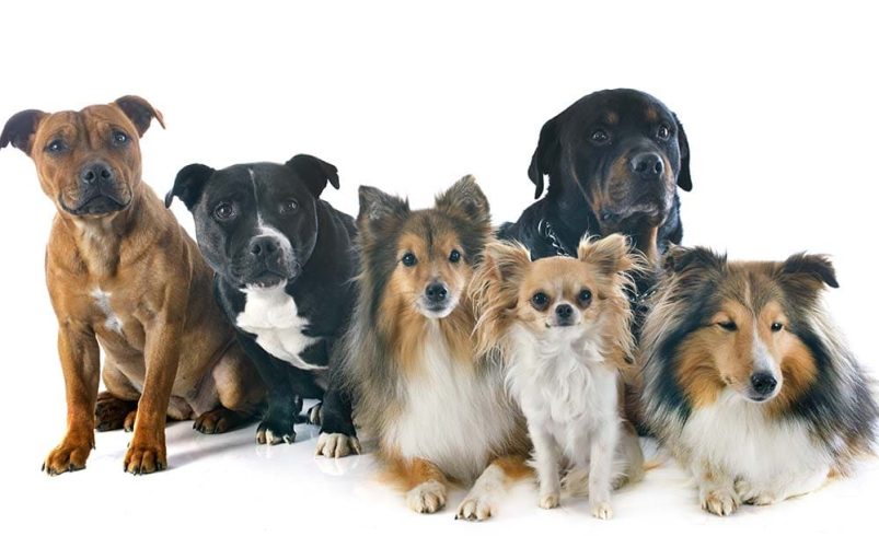 Dogs