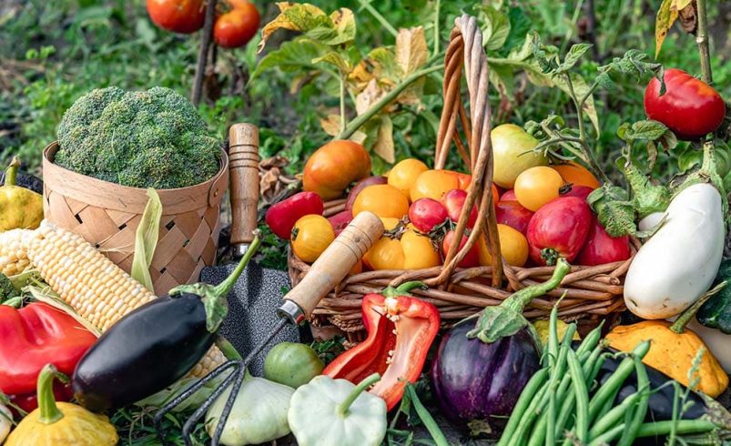 Helping Humans Survive Through Food, Farming, & Compost
