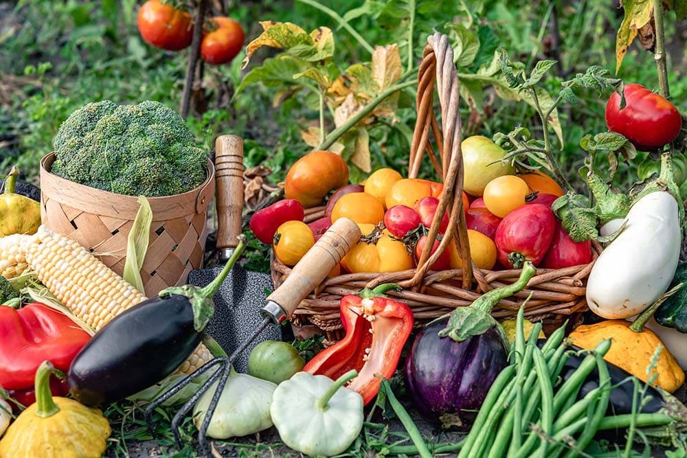 Helping Humans Survive Through Food, Farming, & Compost
